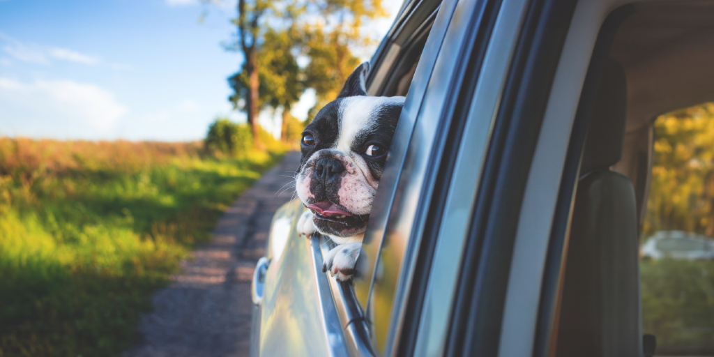 Pet safety in cars