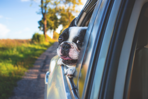 Pet safety in cars