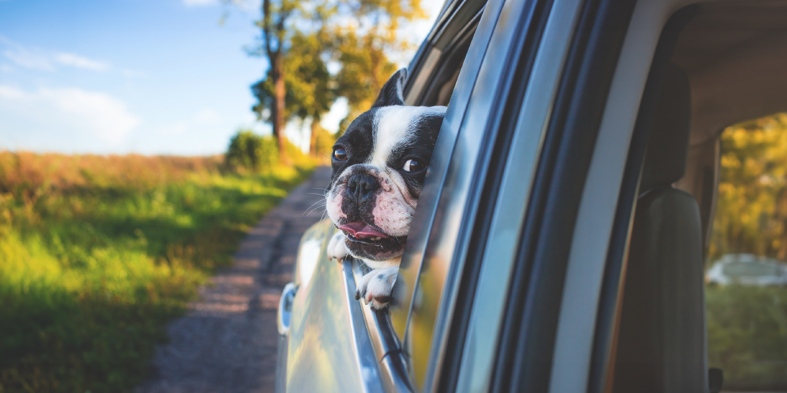 Loose Pets Can Cause Car Accidents