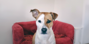 White and brown dog sitting