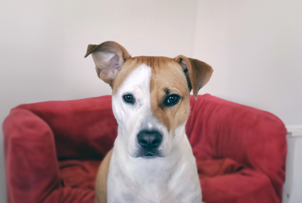 White and brown dog sitting