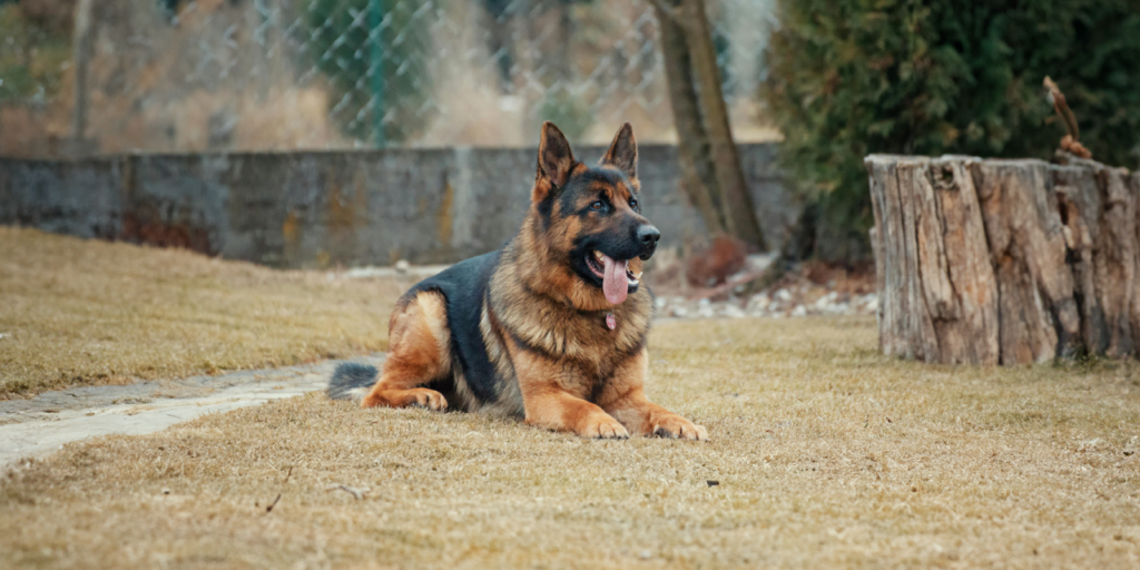 Dog laying down on the ground