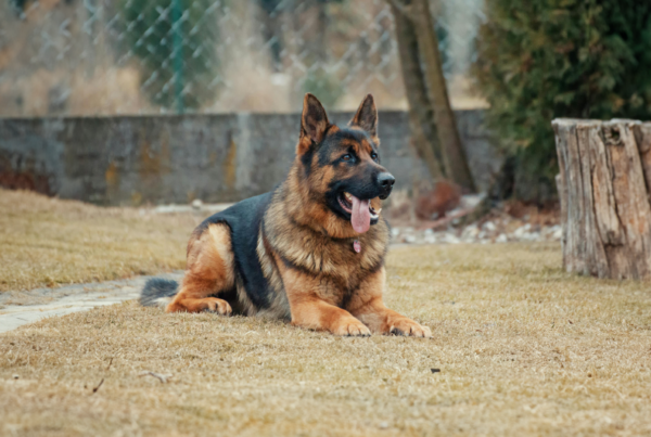 Dog laying down on the ground