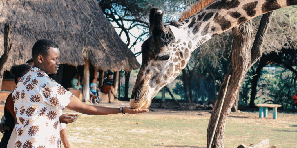 Man feeding a giraffe at the zoo