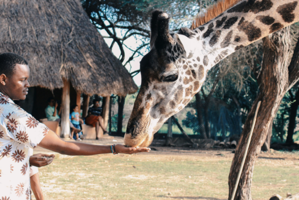 Man feeding a giraffe at the zoo