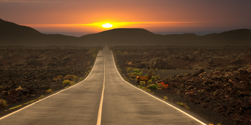 Deer in an Arizona Road. Nearly avoiding a car accident.