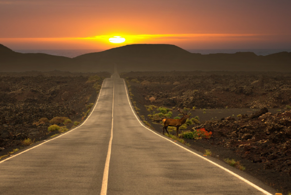 Deer in an Arizona Road. Nearly avoiding a car accident.