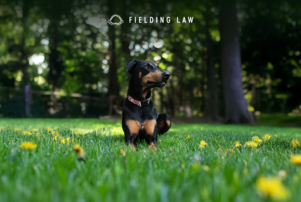 Dog sitting on a lawn
