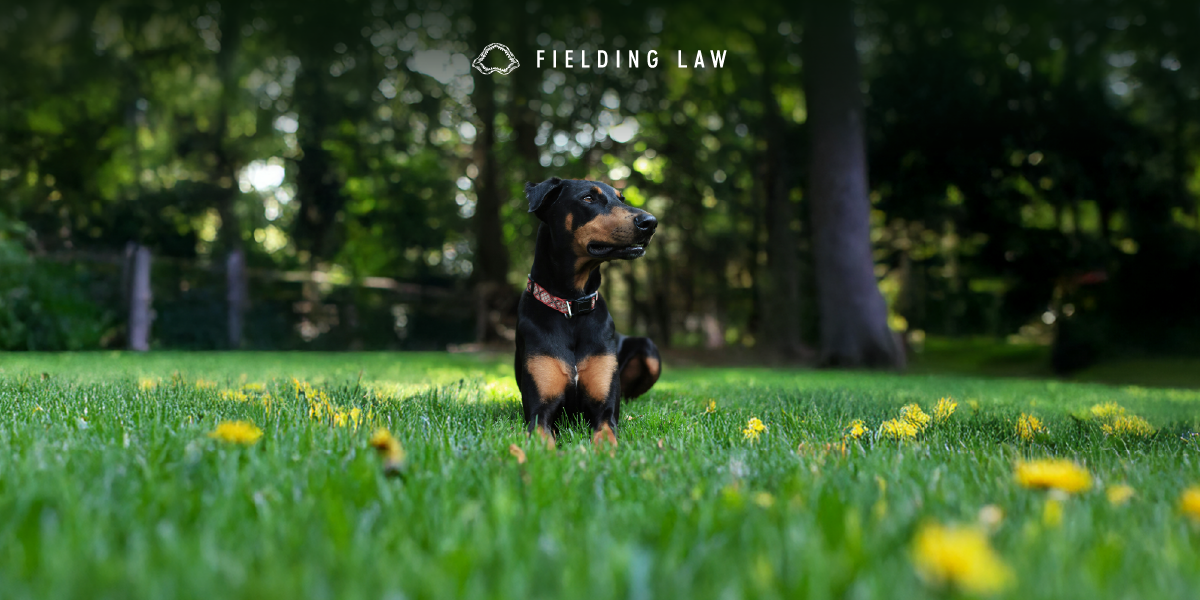 Arizona’s Dog Bite Law Explained