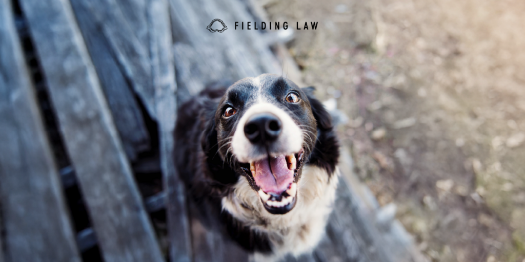 Firework safety for pets
