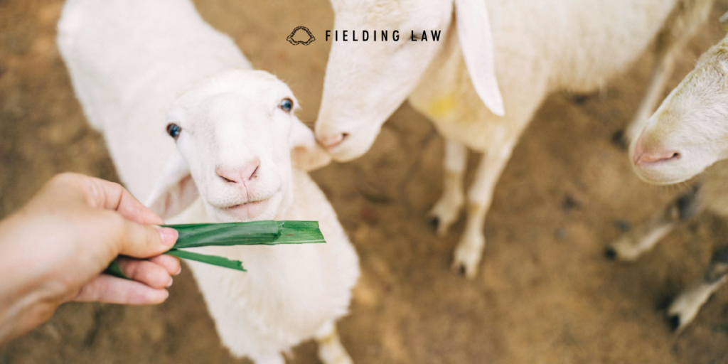 Animal sheep looking up at a hand with food