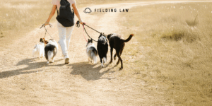 dog walker with dogs