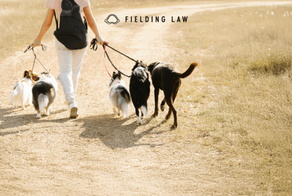 dog walker with dogs