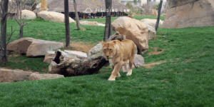 lioness at the zoo