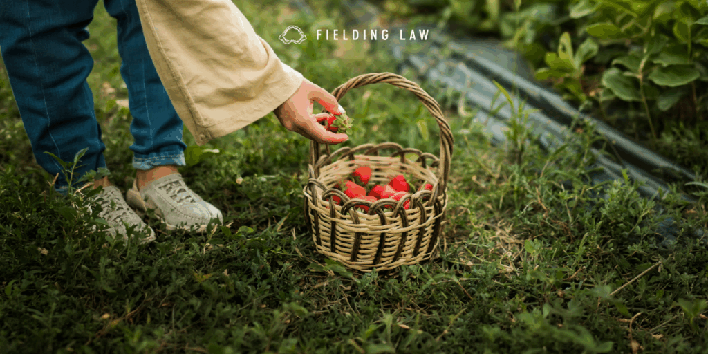 Person dropping a picked berry in a basket