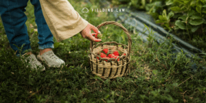 Person dropping a picked berry in a basket