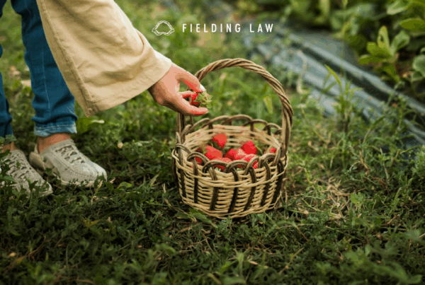 Person dropping a picked berry in a basket