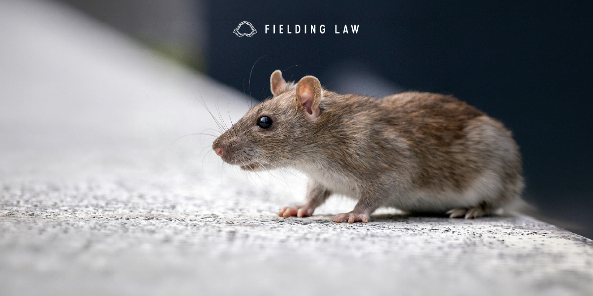 When A Rat Problem Turns Serious