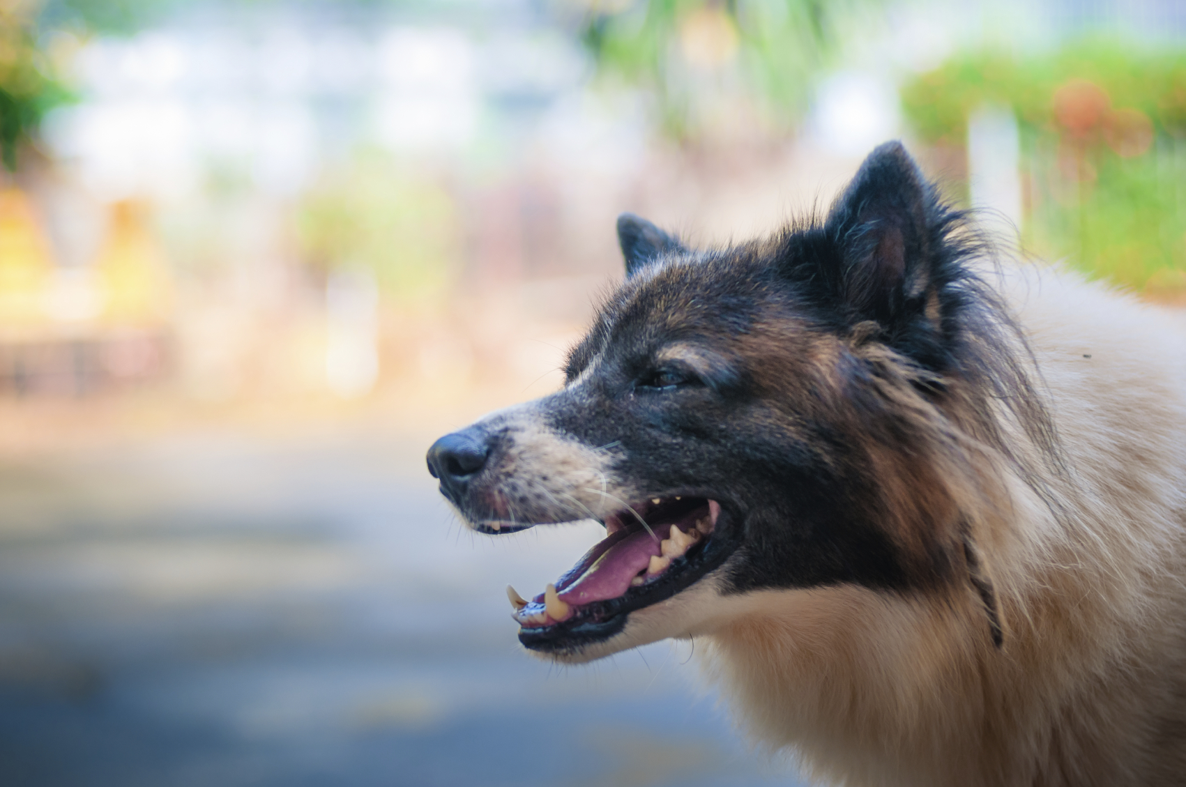 What Classifies as an Arizona Dog Bite Injury?