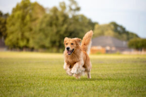 Arizona Bite and Run Law: What Dog Bite Victims Need to Know
